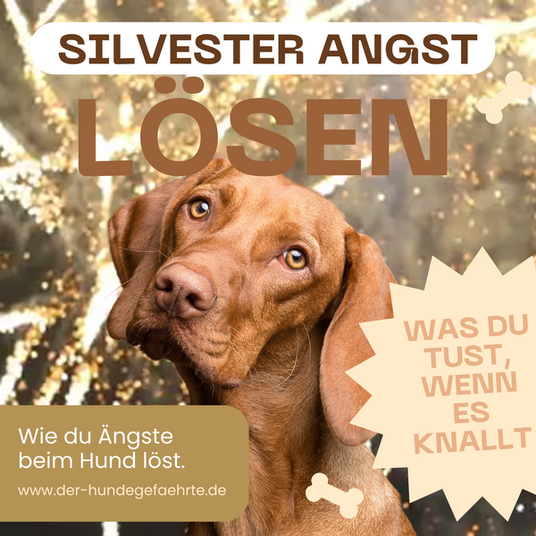 Silvesterknallerei - Was tun gegen die Angst vom Hund?