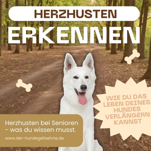 Herzhusten beim Hund - wie du sein Leben verlängerst