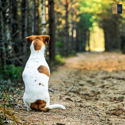 Booster-Kurs "Welpenschutz: Wie du deinen Hund erfolgreich in die Hundewelt integrierst"