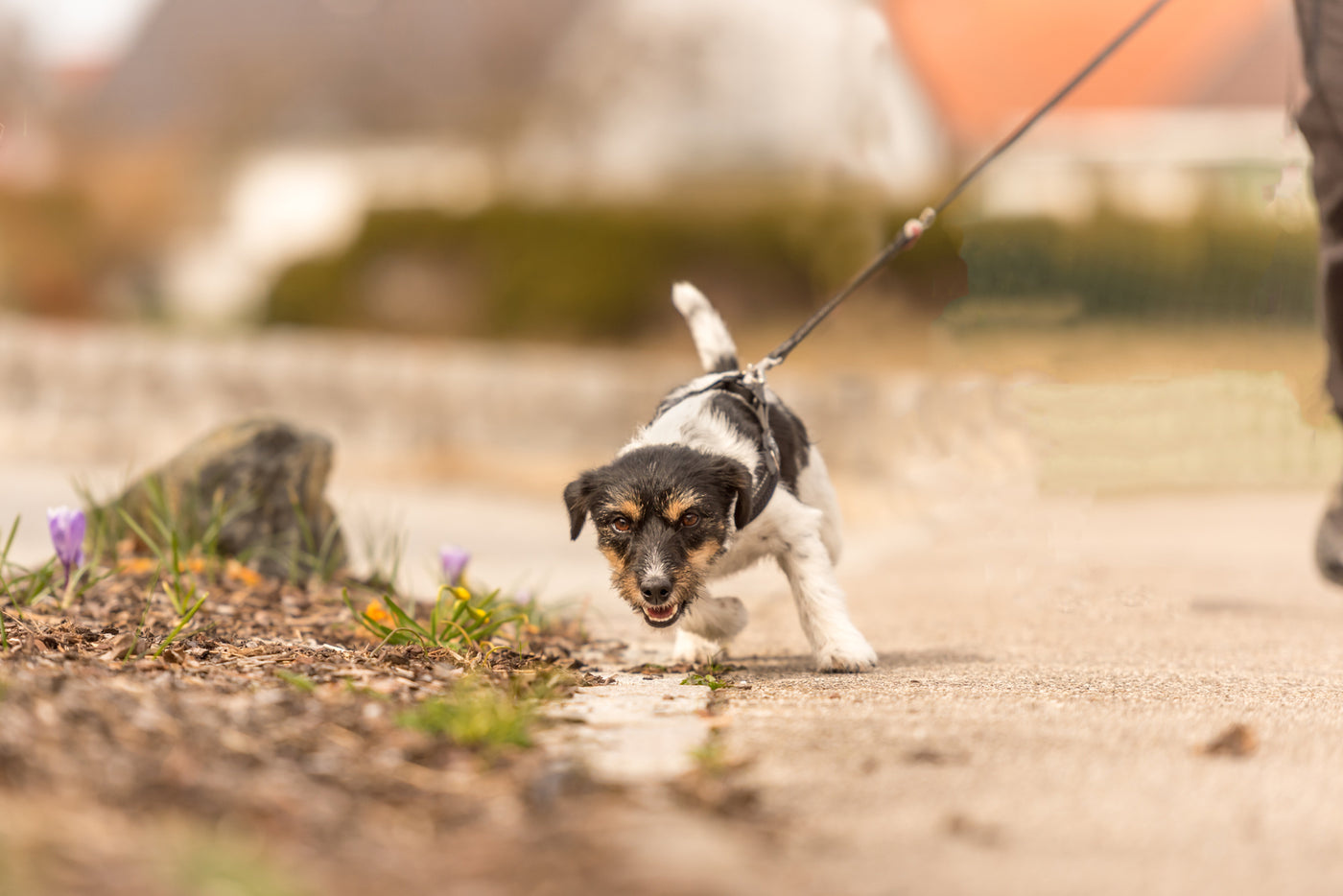 Booster-Kurs "Leinenführigkeit für Profis: Warum Hunde ziehen und wie man Leinenführung gewaltfrei umsetzt"