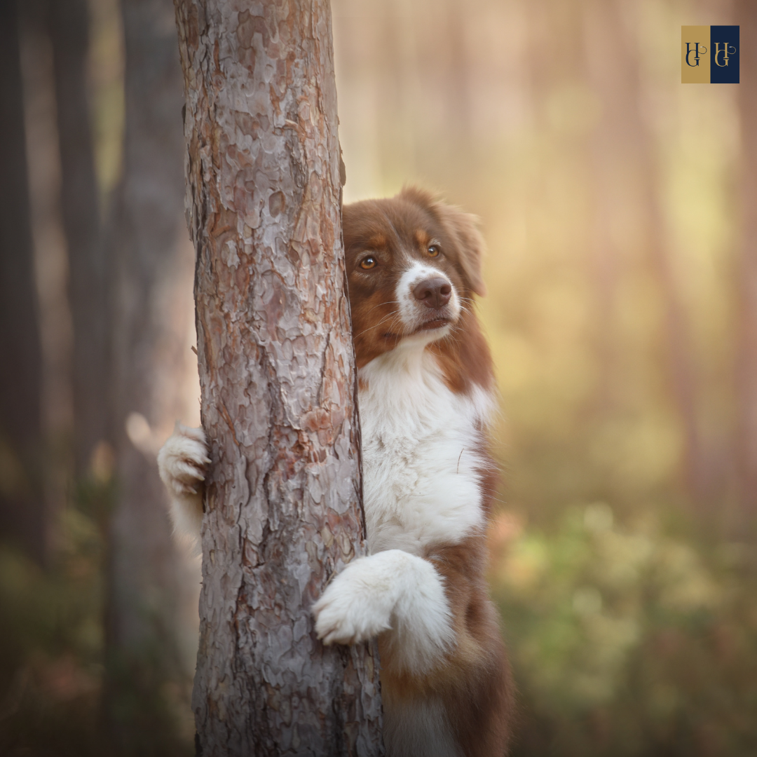 Booster-Kurs "Welpenschutz: Wie du deinen Hund erfolgreich in die Hundewelt integrierst"