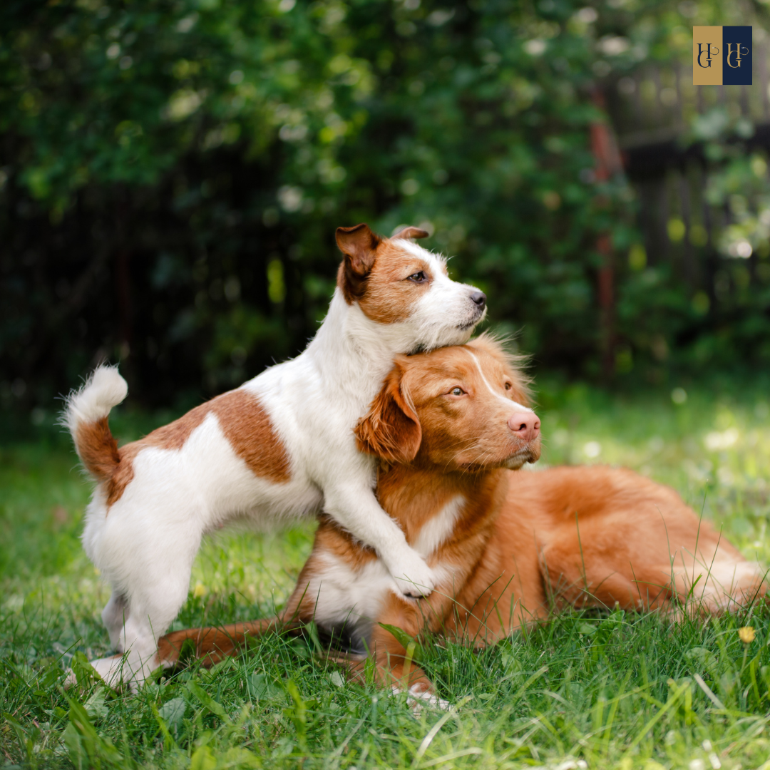 Booster-Kurs "Welpenschutz: Wie du deinen Hund erfolgreich in die Hundewelt integrierst"