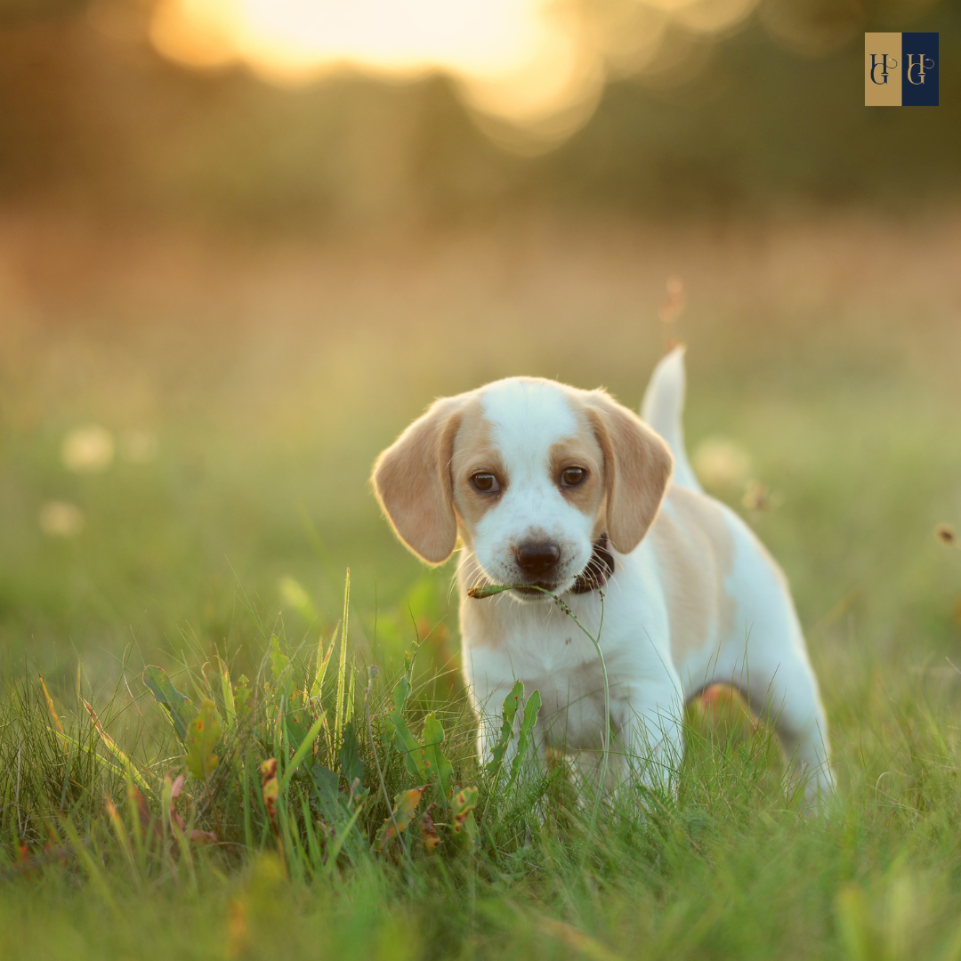 Booster-Kurs "Welpenschutz: Wie du deinen Hund erfolgreich in die Hundewelt integrierst"