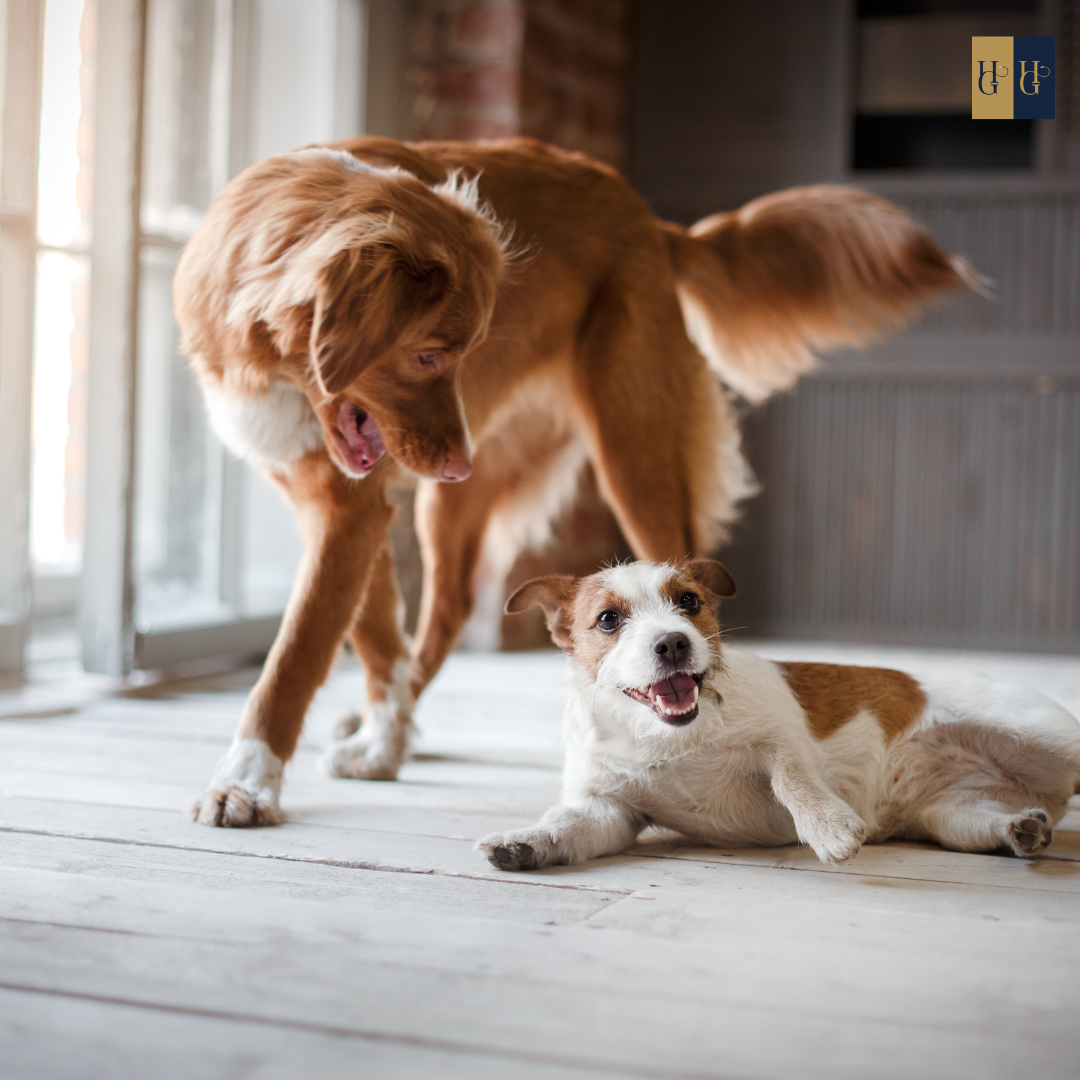 Booster-Kurs "Welpenschutz: Wie du deinen Hund erfolgreich in die Hundewelt integrierst"