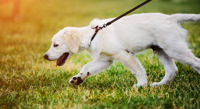 Booster-Kurs "Leinenführigkeit für Profis: Warum Hunde ziehen und wie man Leinenführung gewaltfrei umsetzt"