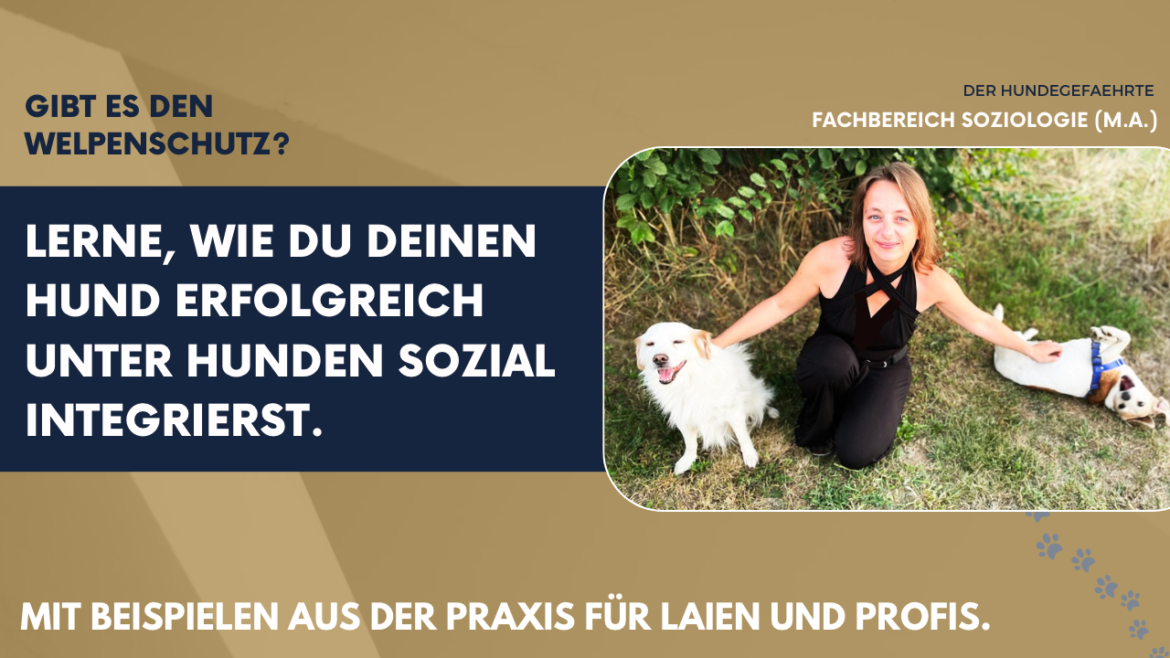 Booster-Kurs "Welpenschutz: Wie du deinen Hund erfolgreich in die Hundewelt integrierst"