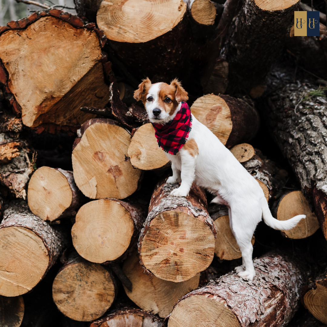 Booster-Kurs "Welpenschutz: Wie du deinen Hund erfolgreich in die Hundewelt integrierst"